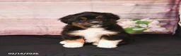 Miniature Australian Shepherd dogs for sale: Tundra - Ad 1