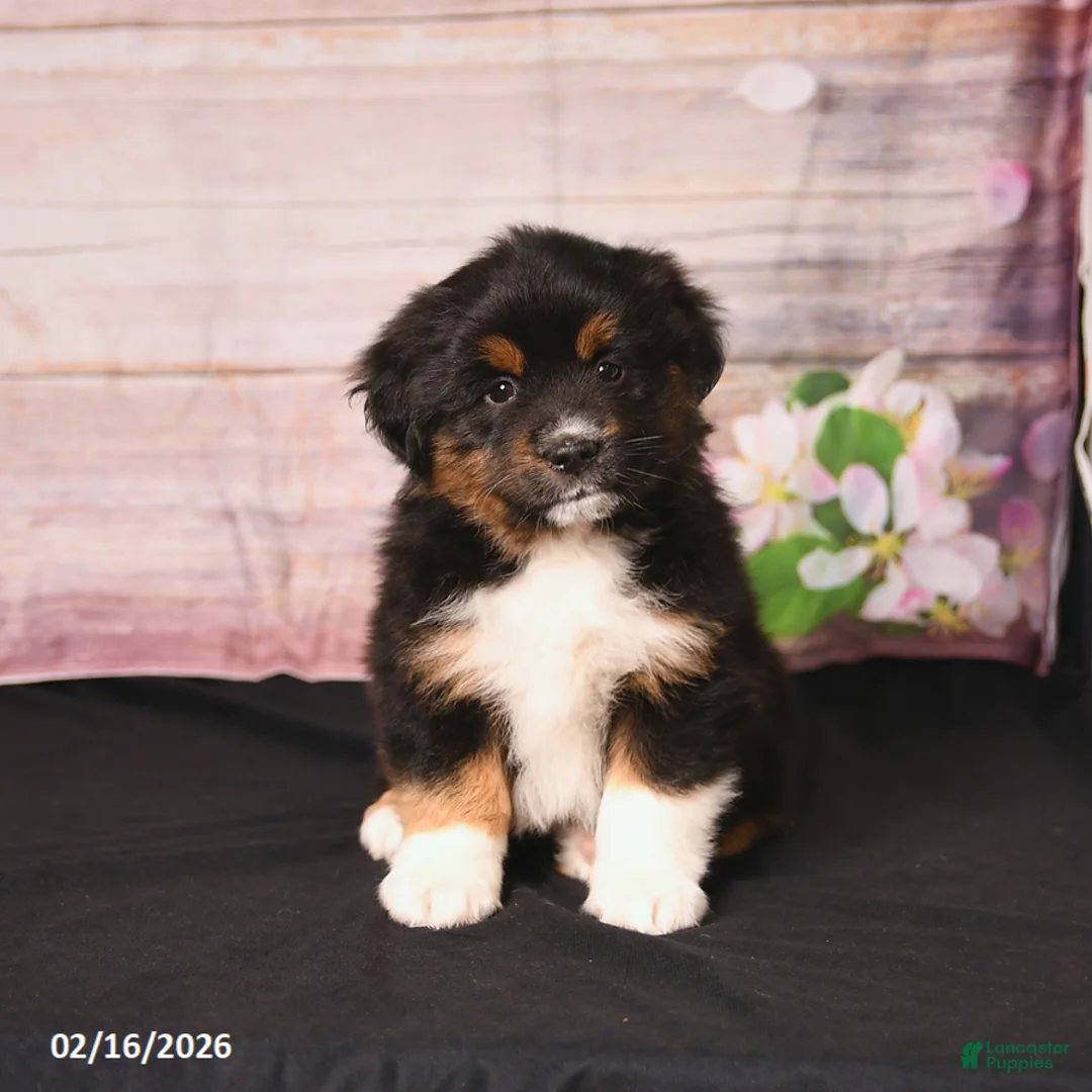 Miniature Australian Shepherd dogs for sale: Tundra - Ad 1