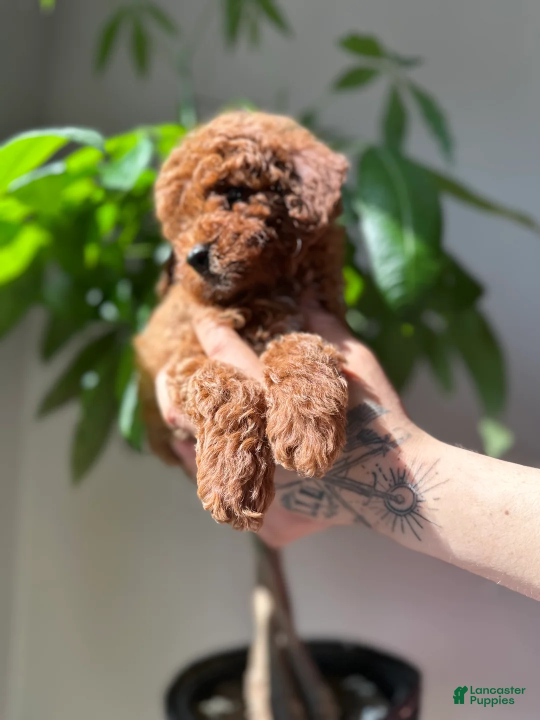 Toy Poodle dogs for sale: Theo  - Ad 2
