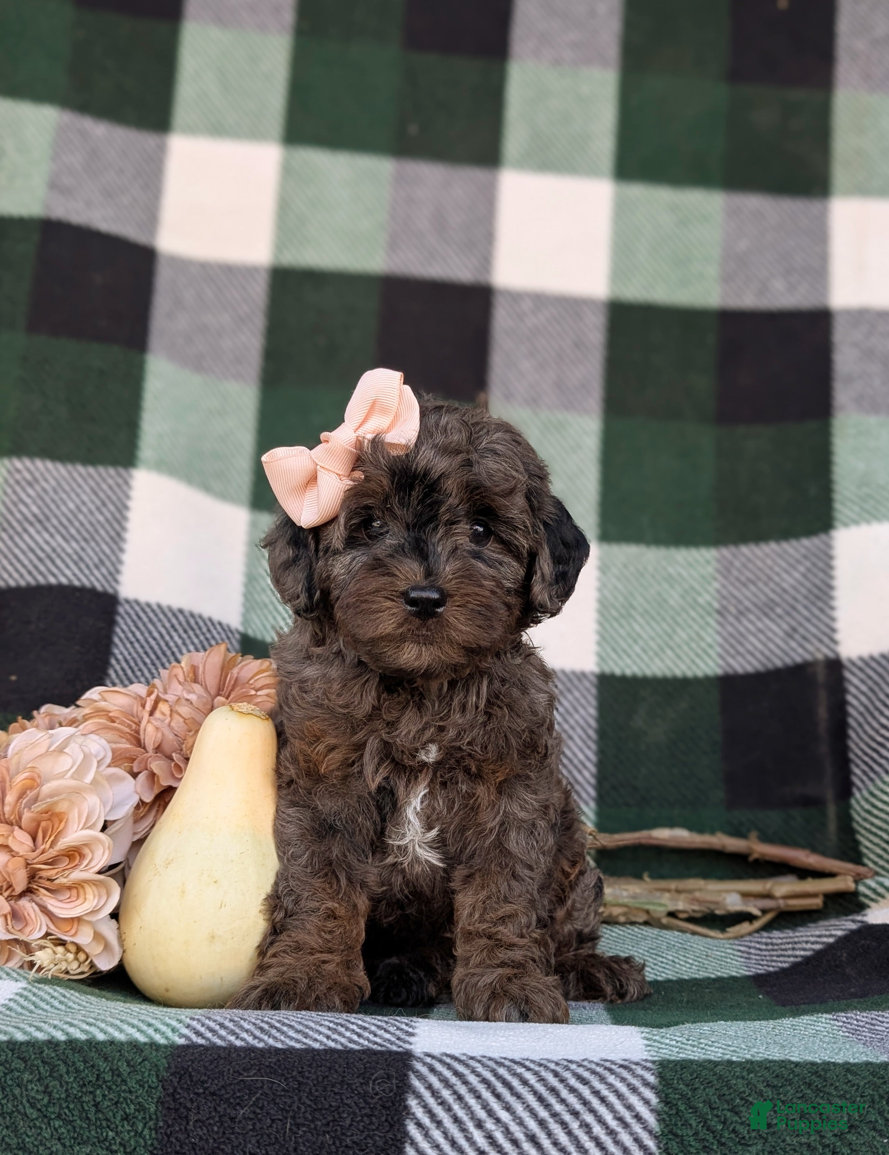 Cockapoo dogs for sale: Jewel Hypoallergenic - Ad 2