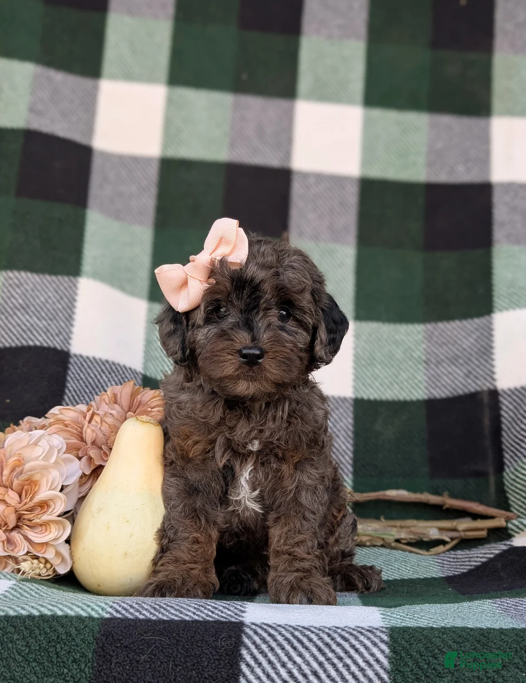 Cockapoo dogs for sale: Jewel Hypoallergenic - Ad 1