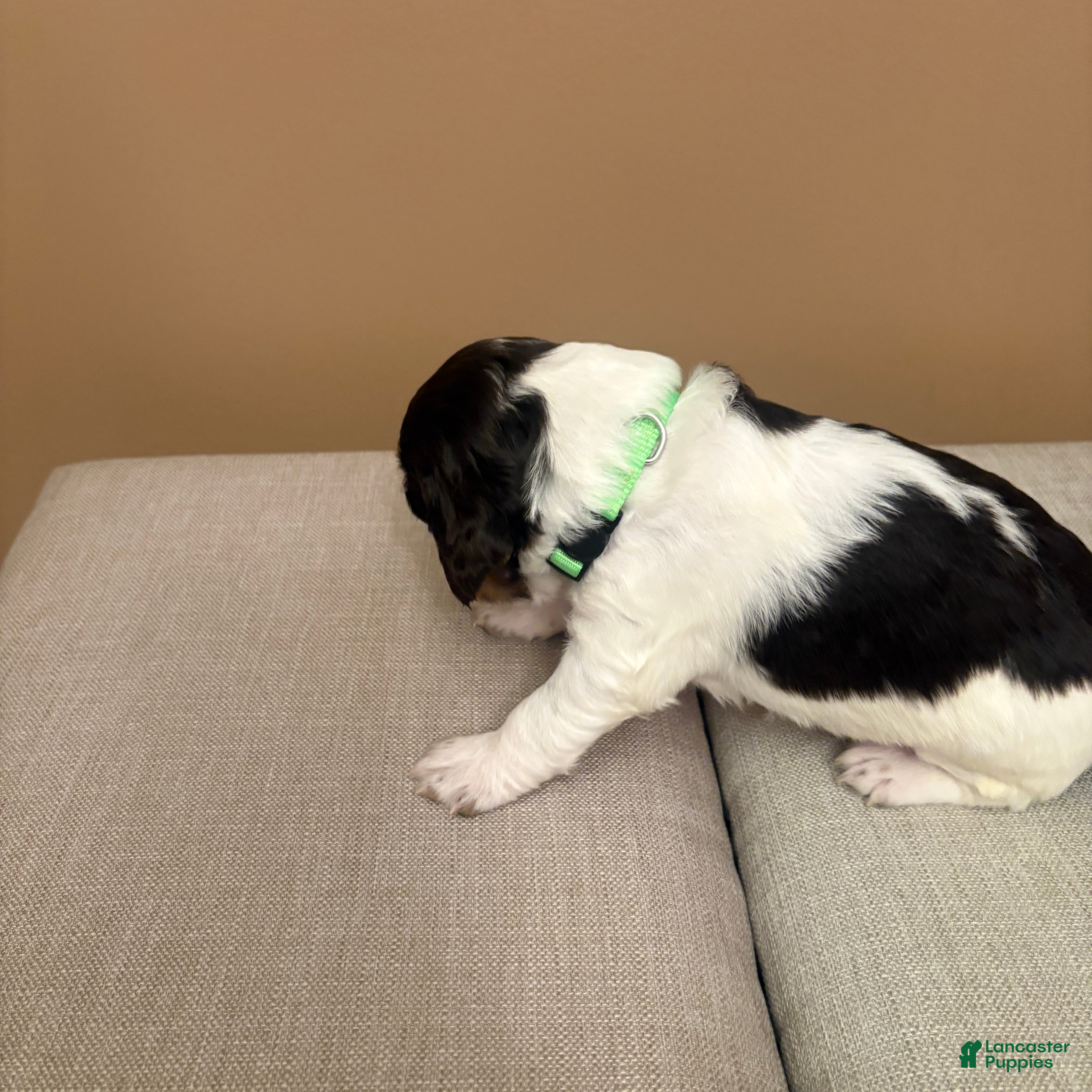English Springer Spaniel dogs English Springer Spaniel 3 - Ad 2