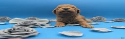 Toy Poodle dogs for sale: Rusty 🩶 - Ad 19