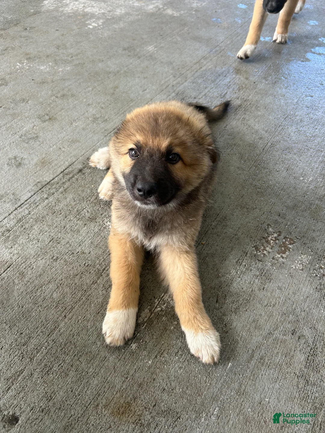 Mixed Breed dogs for sale: Mixed Breed 1 - Ad 2