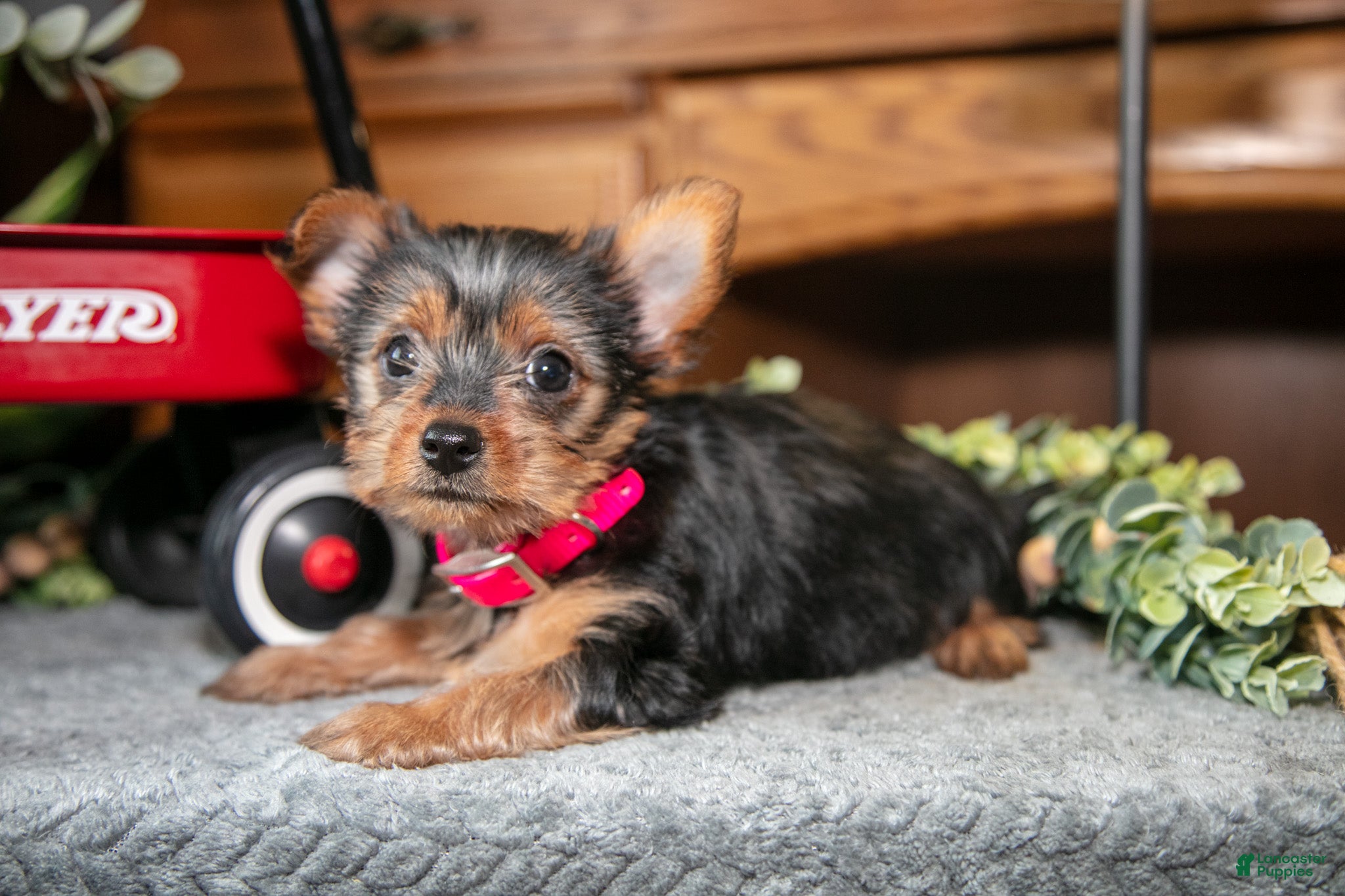 Yorkshire Terrier dogs Sapphire - Ad 2