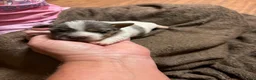 Jack Russell Terrier dogs for sale: Girl 2 - Ad 2
