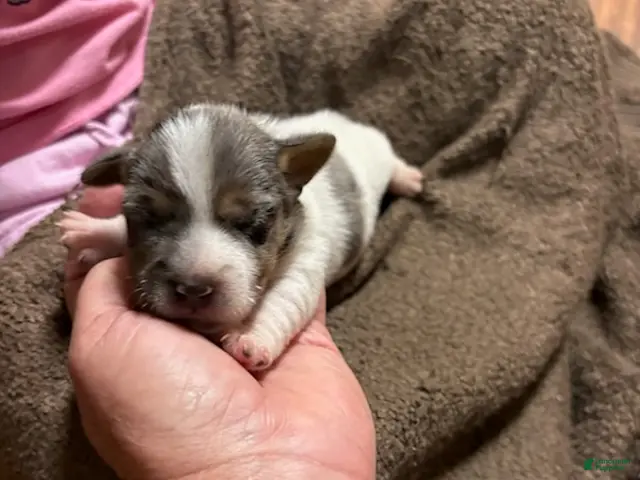 Jack Russell Terrier dogs for sale: Girl 2 - Ad 2