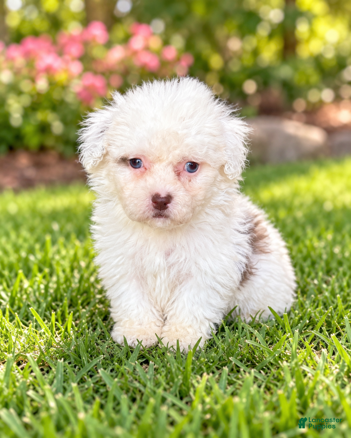 Shihpoo dogs for sale: Nikki - Ad 3