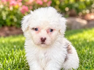 Shihpoo dogs Nikki - Ad 2