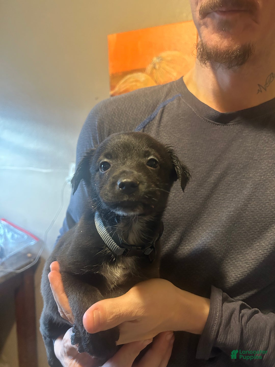 Mixed Breed dogs for sale: Finn - Ad 1