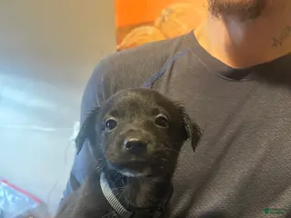 Mixed Breed dogs Finn - Ad 24