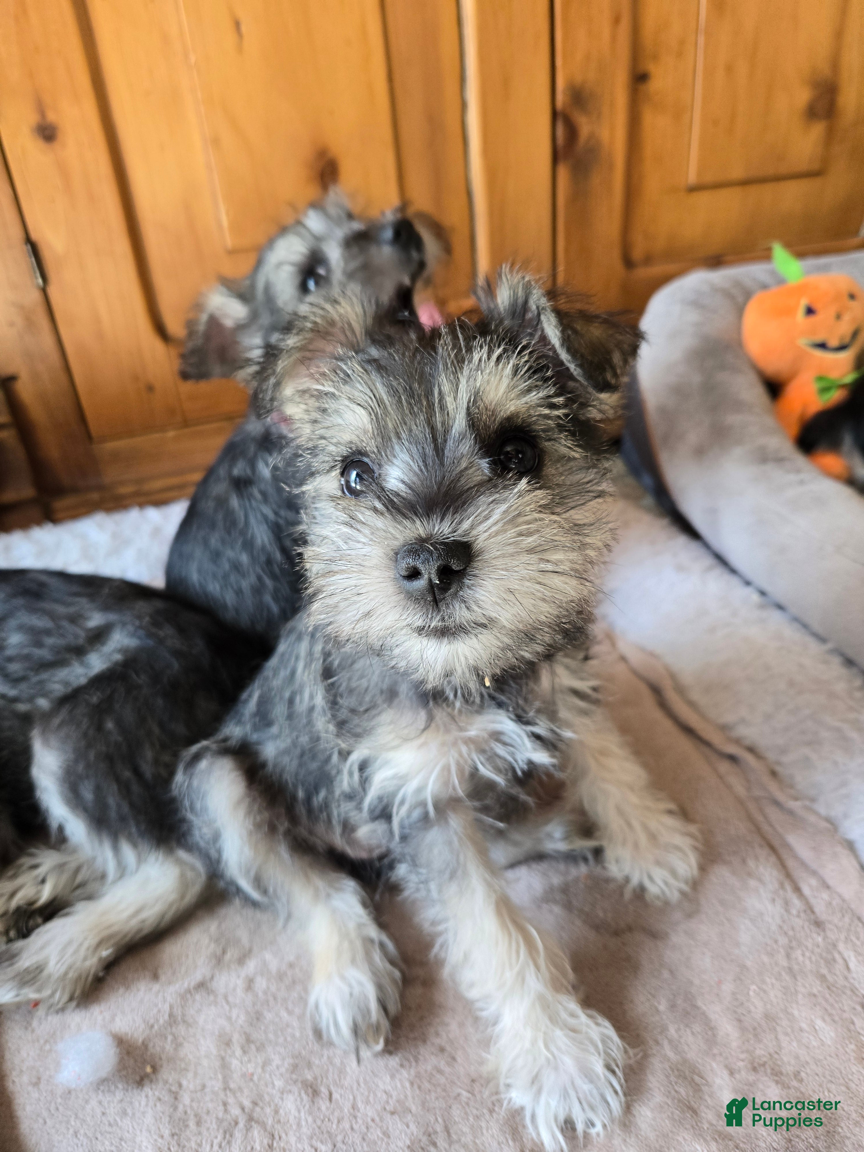Miniature Schnauzer dogs Miniature Schnauzer Female 2 - Ad 1