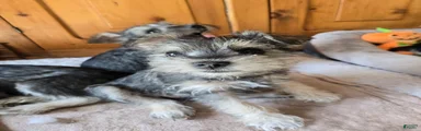 Miniature Schnauzer Female 2