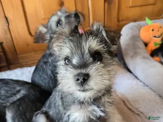 Miniature Schnauzer dogs Miniature Schnauzer Female 2 - Ad 1
