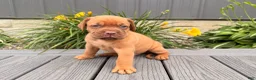 Dogue De Bordeaux dogs for sale: Bubble - Ad 4