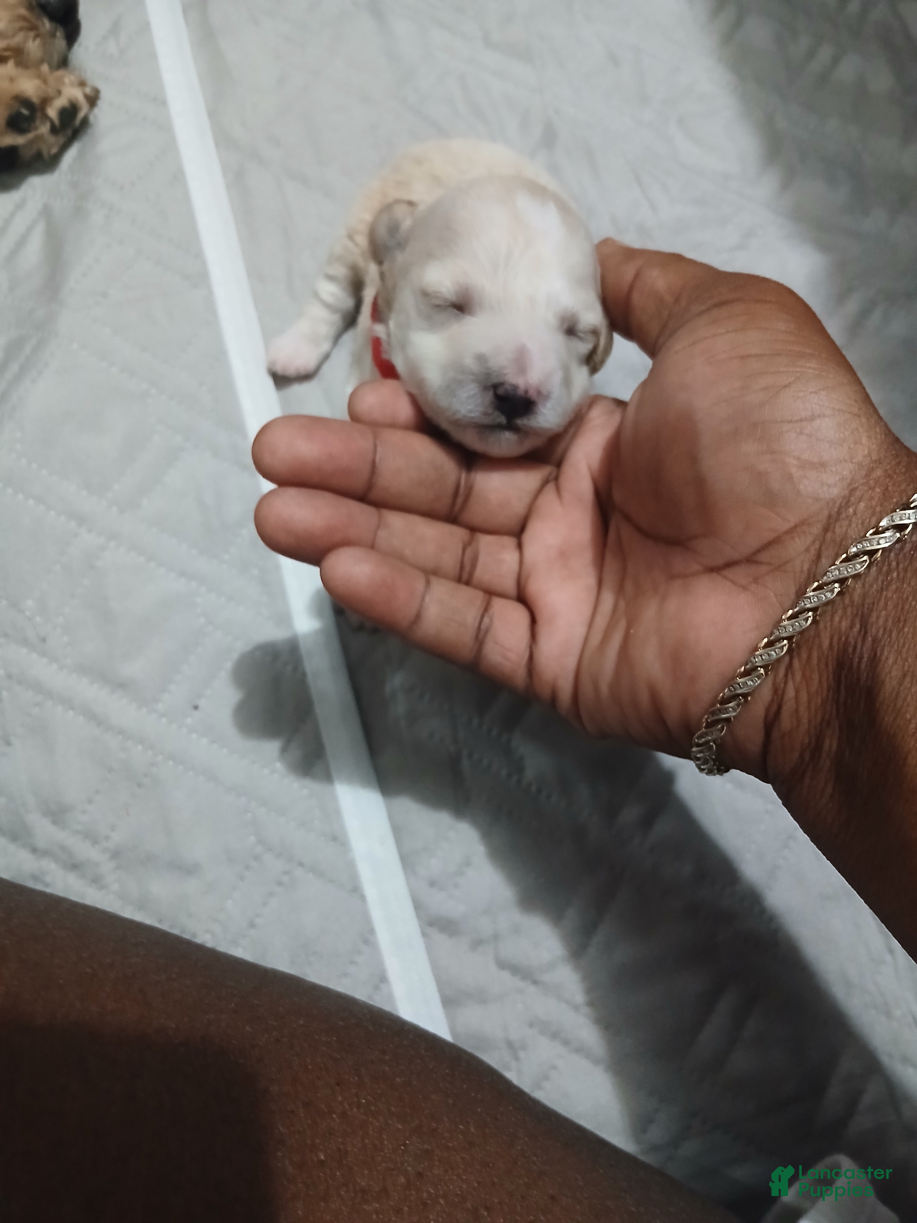 Miniature Poodle dogs for sale: Miniature Poodle 2 - Ad 1