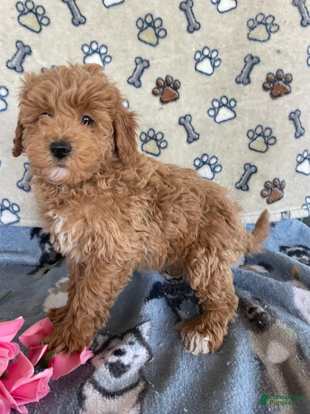 Mini Goldendoodle dogs for sale: Popcorn - Ad 2