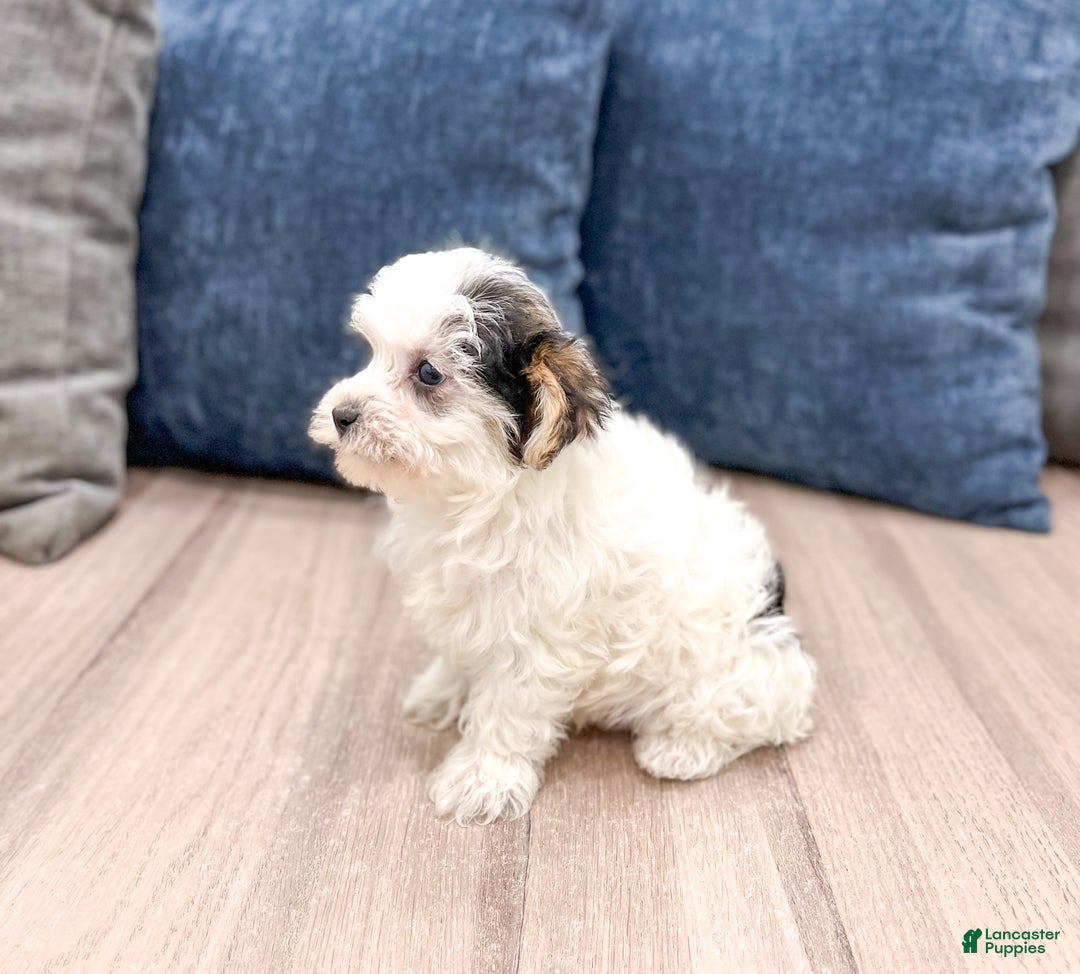 Yorkiepoo dogs for sale: Charlie - Ad 4