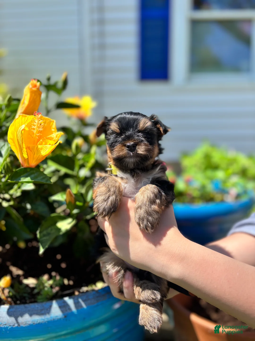 Mixed Breed dogs for sale: Mixed Breed Puppy 1 - Ad 2