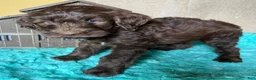 Labradoodle dogs for sale: Labradoodle 1 - Ad 1