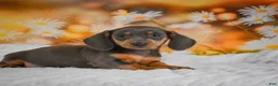 Miniature Dachshund dogs for sale: Dory - Ad 4