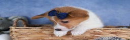 Welsh Corgi Pembroke dogs for sale: Luigi - Ad 12