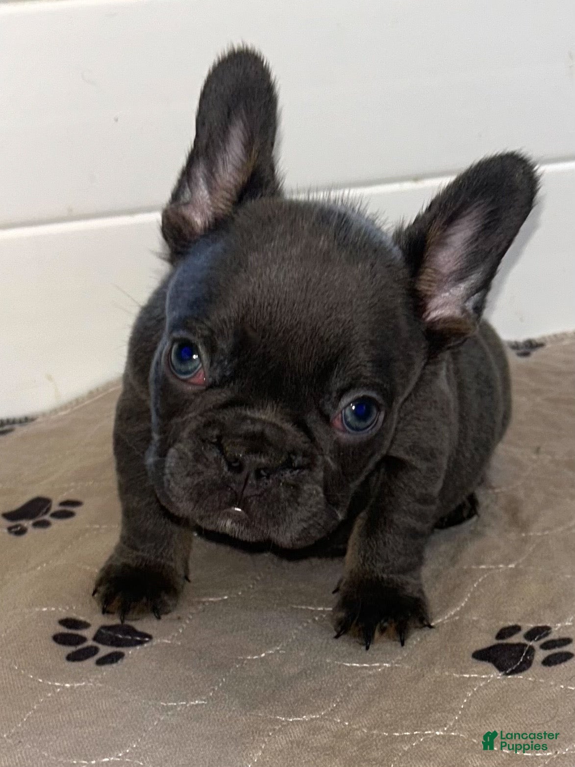 French Bulldog dogs Rex - Ad 2
