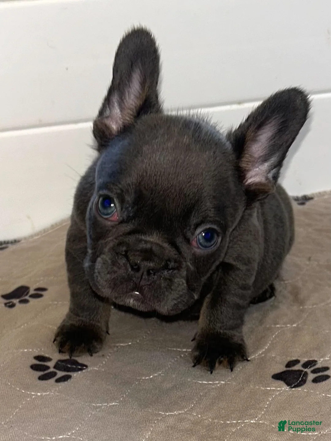 French Bulldog dogs for sale: Rex - Ad 2