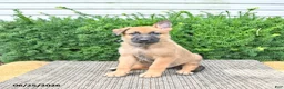 Mixed Breed dogs for sale: Axel - Ad 4