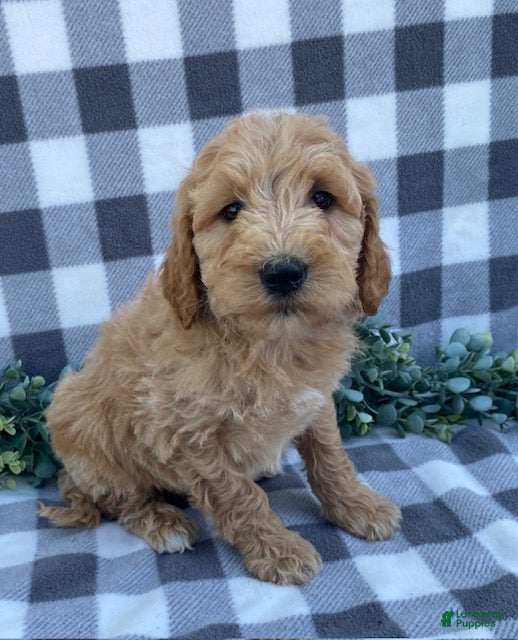Mini Goldendoodle dogs Lester - Ad 1