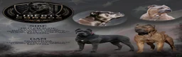Cane Corso dogs for sale: Cane Corso pink collar - Ad 3
