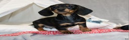 Miniature Dachshund dogs for sale: Hugo - Ad 9