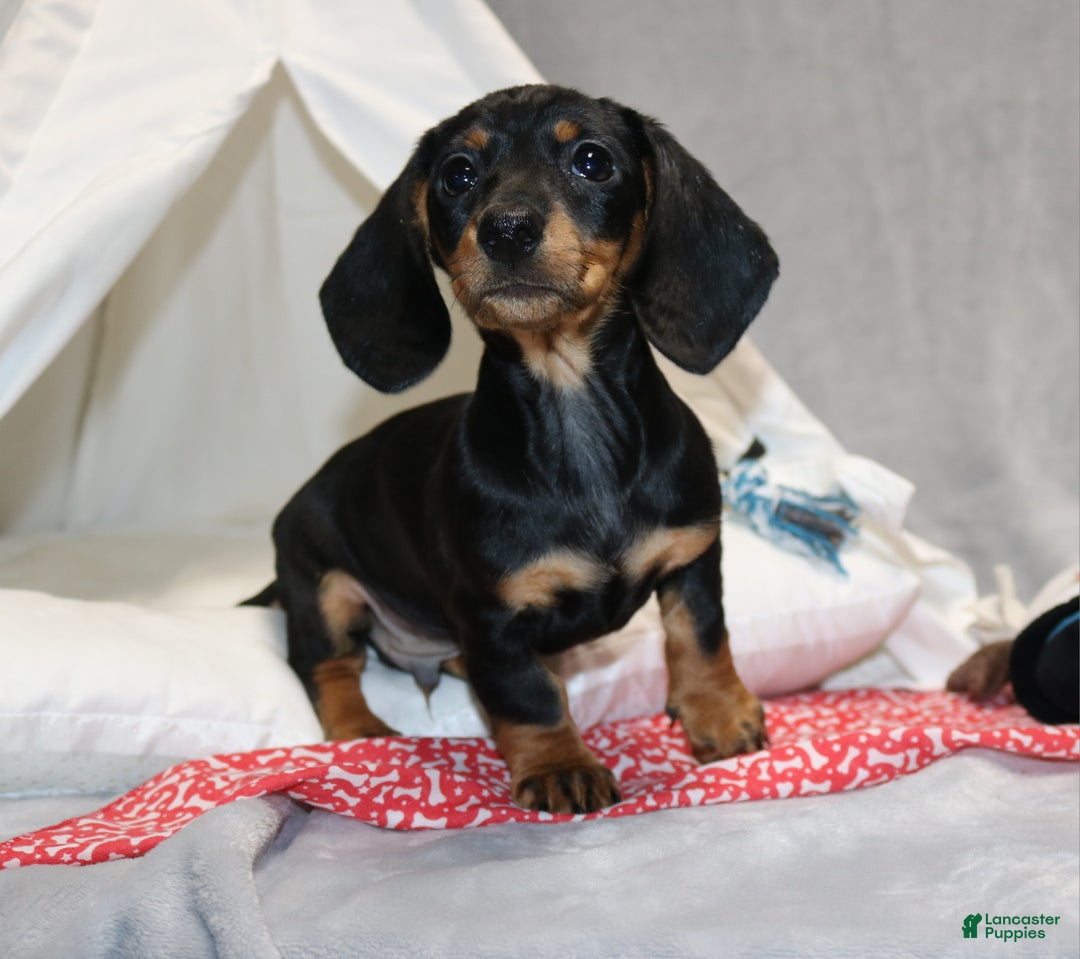 Miniature Dachshund dogs for sale: Hugo - Ad 9