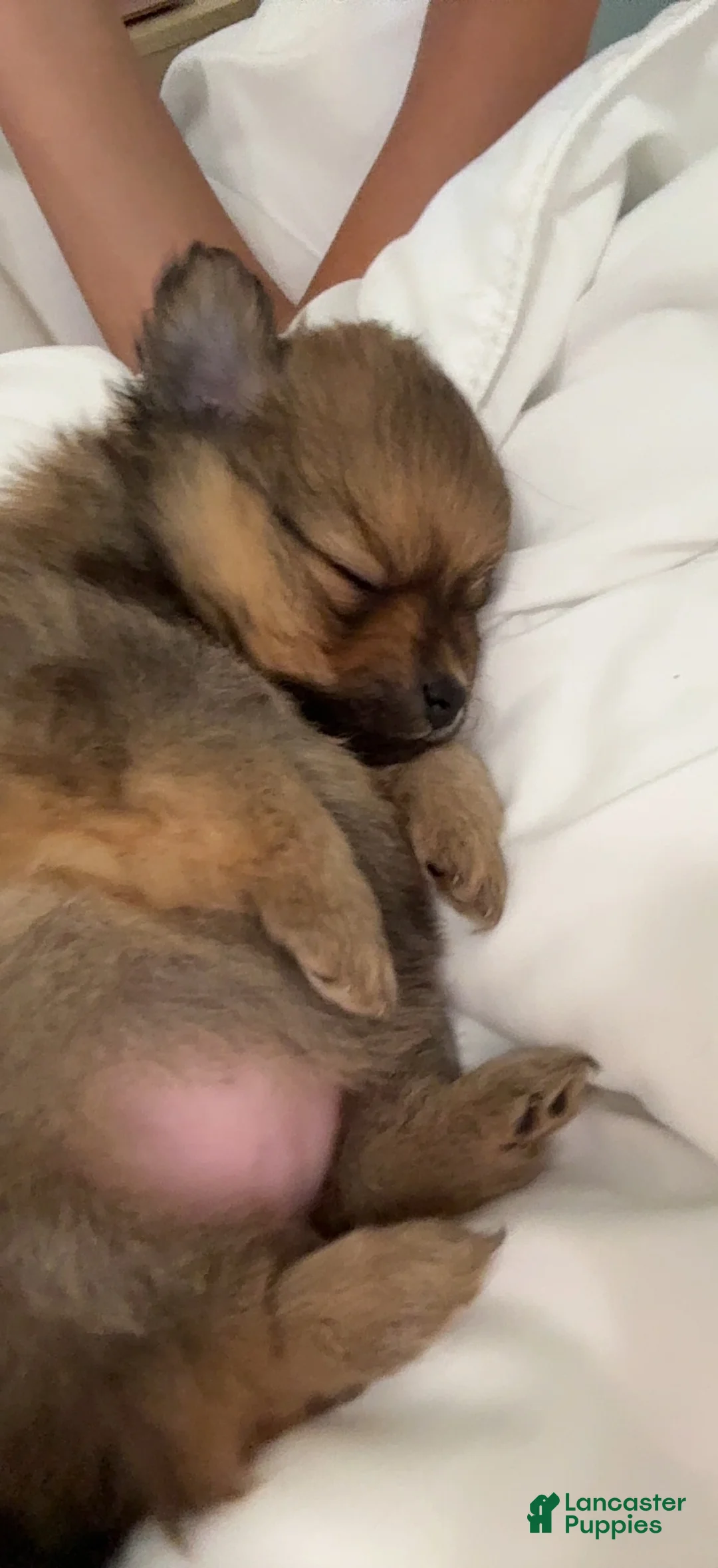 Pomeranian dogs for sale: Pomeranian Puppy 2 - Ad 1