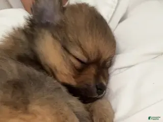 Pomeranian dogs Pomeranian Puppy 2 - Ad 8