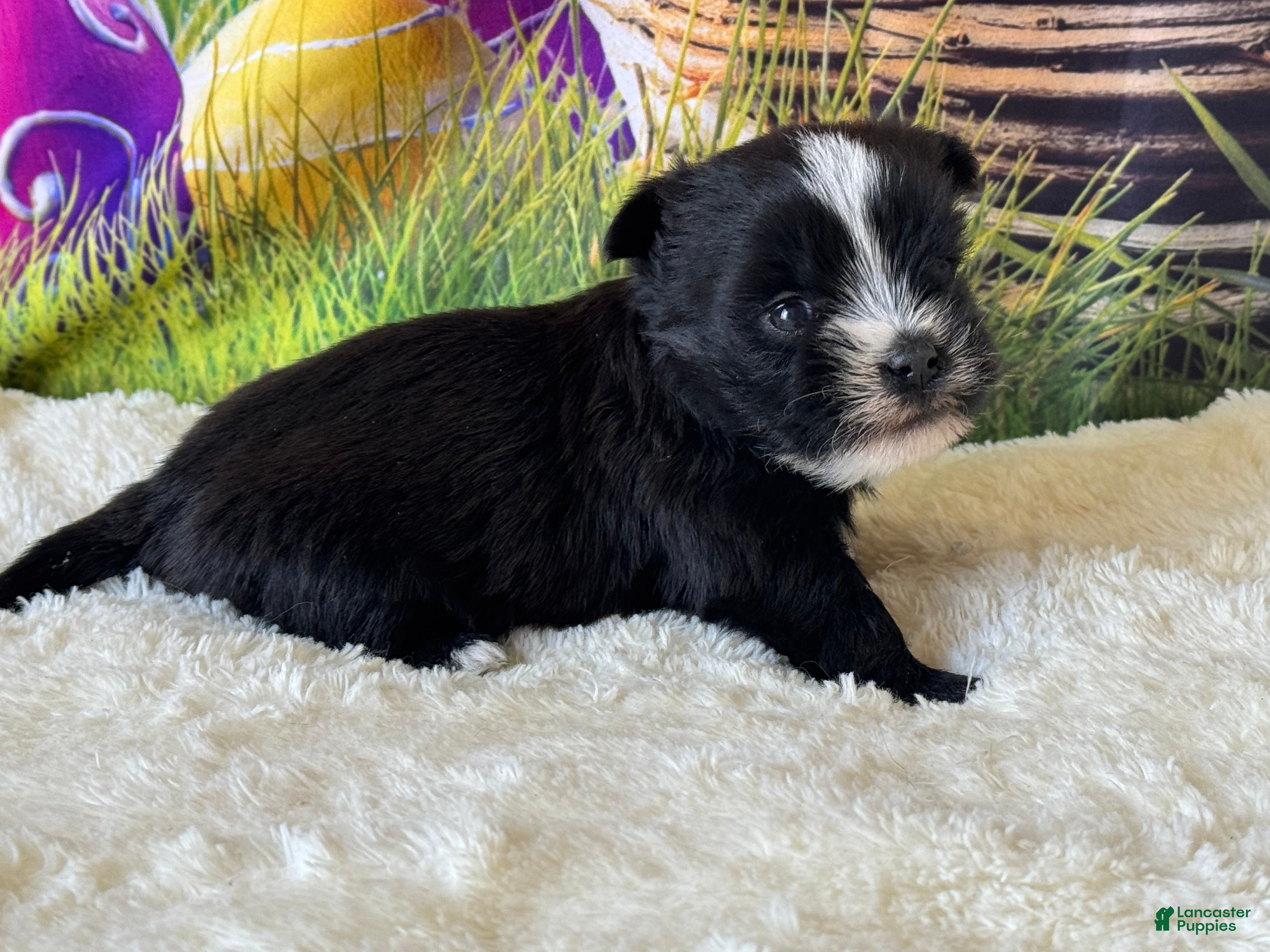 Morkie dogs Beauty - Ad 14