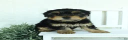 Yorkshire Terrier dogs for sale: Buster - Ad 4