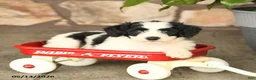 Double Doodle dogs for sale: Spotty - Ad 2