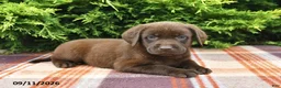 Labrador Retriever dogs for sale: Karlos - Ad 4