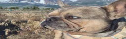 French Bulldog dogs for sale: French Bulldog 1 - Ad 5