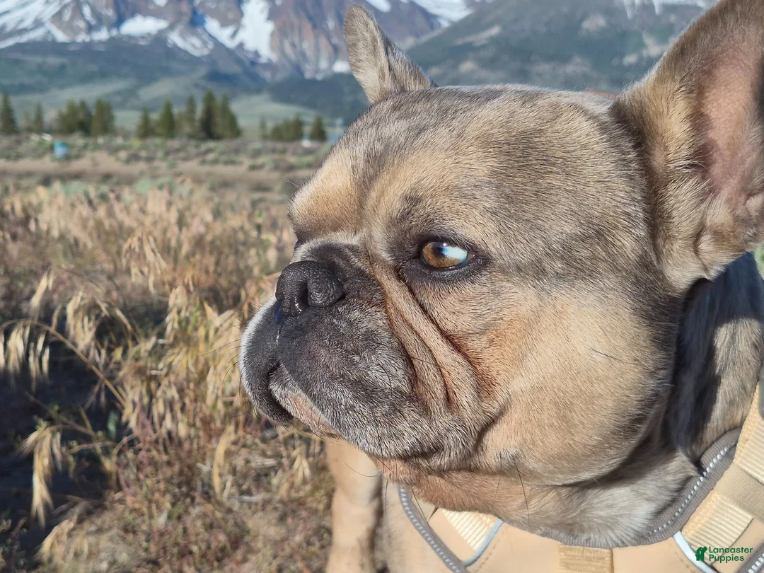 French Bulldog dogs for sale: French Bulldog 1 - Ad 5