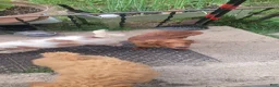 Mini Goldendoodle dogs for sale: Mini Goldendoodle Male 2 - Ad 6