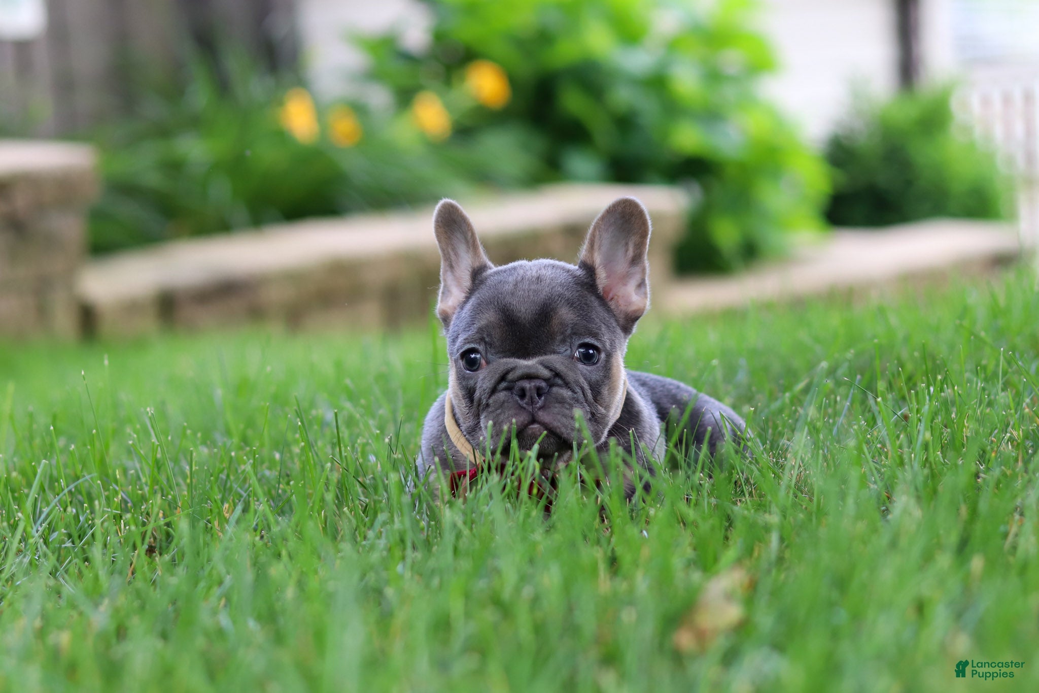 French Bulldog dogs Clinton - Ad 2