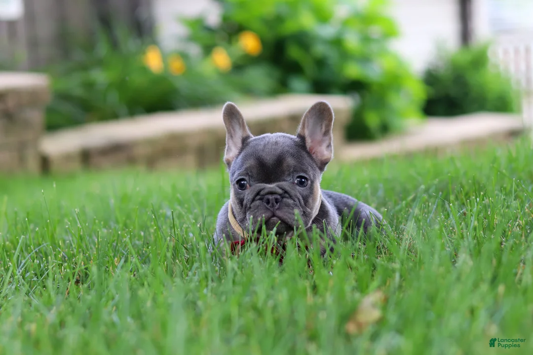 French Bulldog dogs for sale: Clinton - Ad 2
