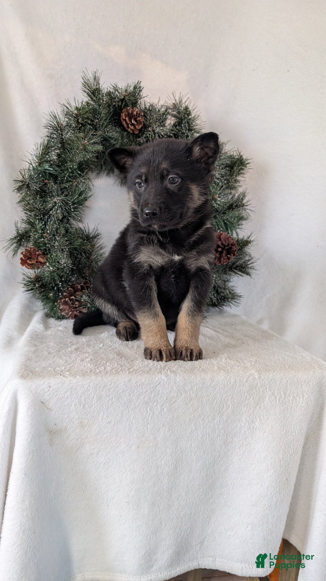 German Shepherd dogs for sale: Sara - Ad 7