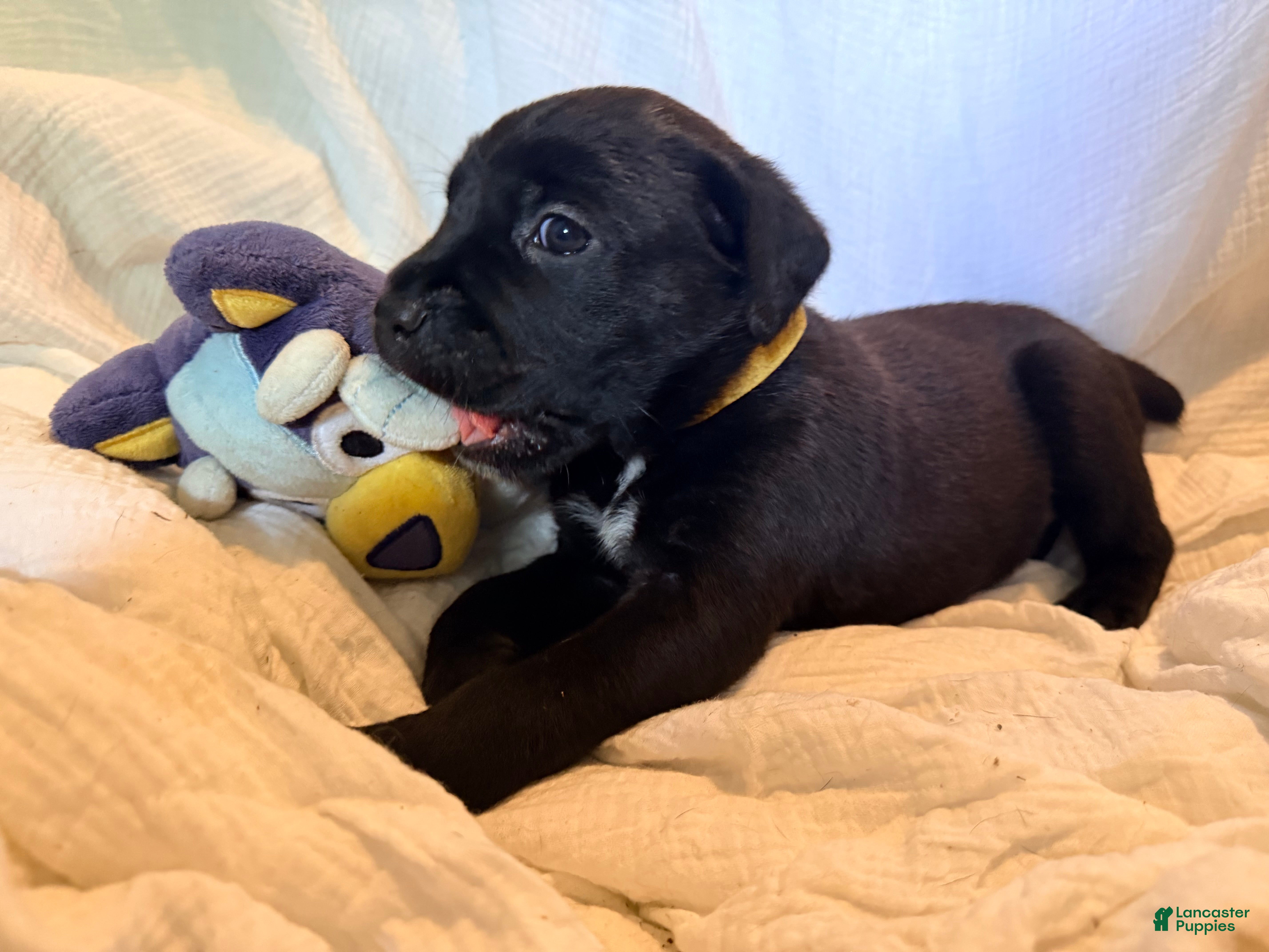 Cane Corso dogs Crowley AKC yellow collar - Ad 32