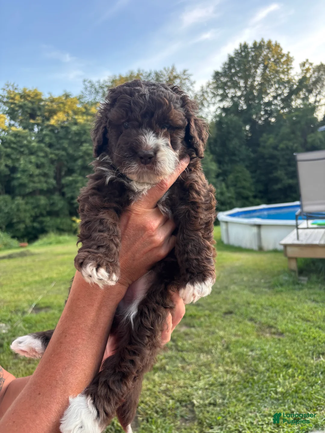 Bernedoodle dogs for sale: Tootsie - Ad 1