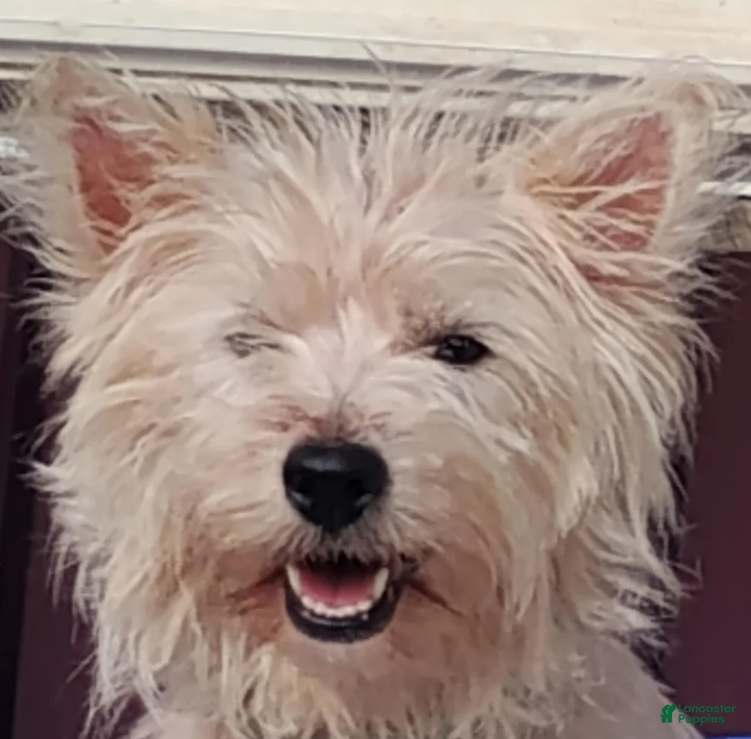 Mixed Breed dogs for sale: Mixed Breed 1 - Ad 3