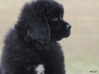Newfoundland dogs Indi - Ad 4