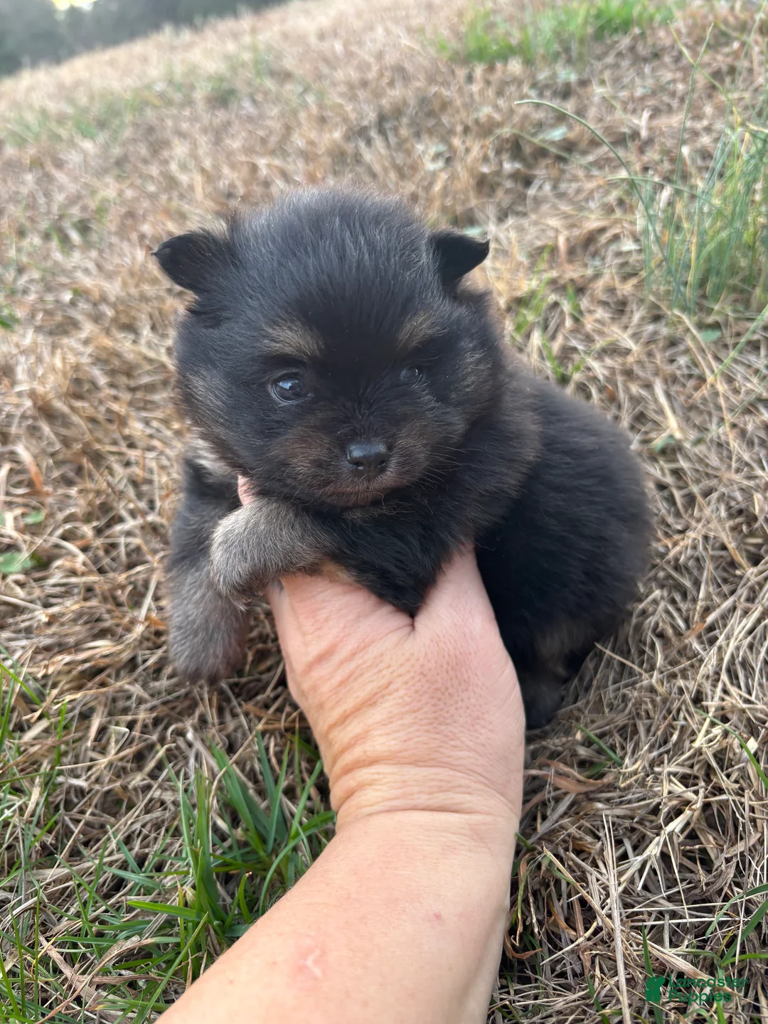 Pomeranian dogs for sale: Pomeranian Puppy 1 - Ad 2